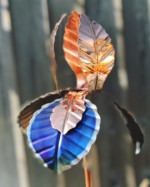 j. Iris close up.jpeg